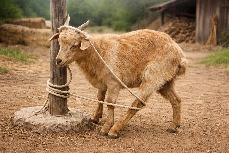 Capra marrone chiaro legata a un palo con una corda avvolta più volte, in un cortile rurale con fienili sullo sfondo.